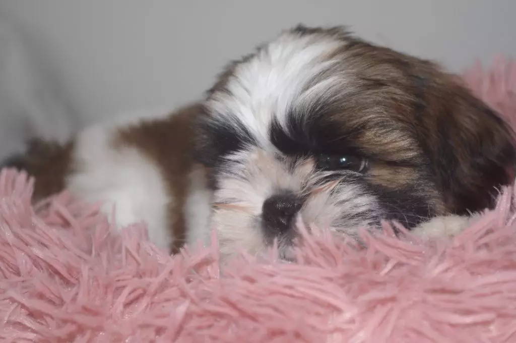 chiot Shih Tzu Des Tresors De Lobsang