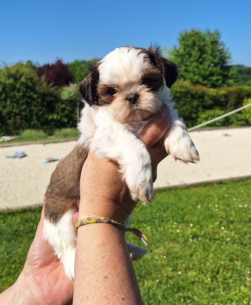 Des Tresors De Lobsang - Chiots disponibles - Shih Tzu