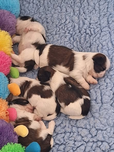 Des Tresors De Lobsang - Shih Tzu - Portée née le 02/05/2026