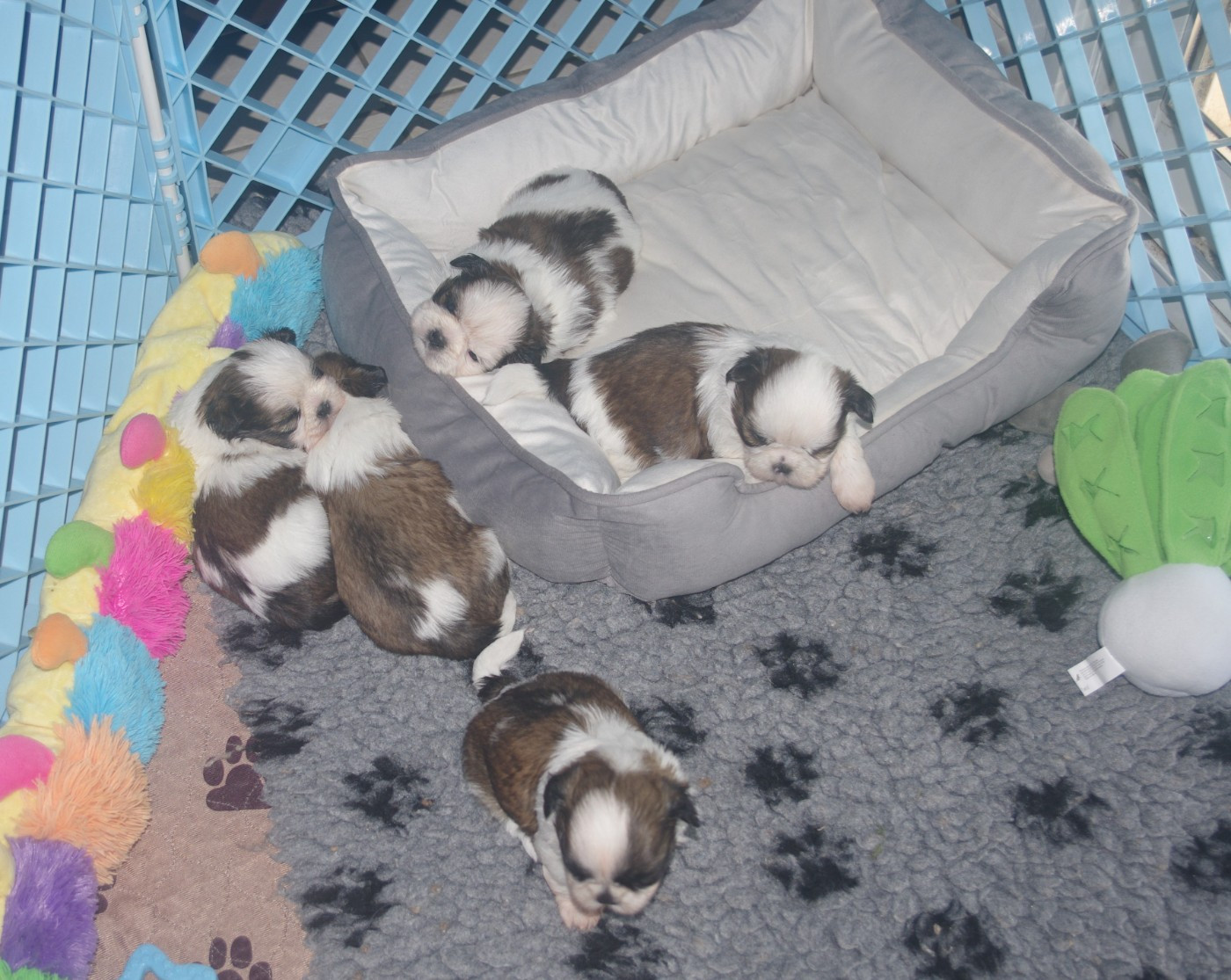 Chiot Shih Tzu Des Tresors De Lobsang