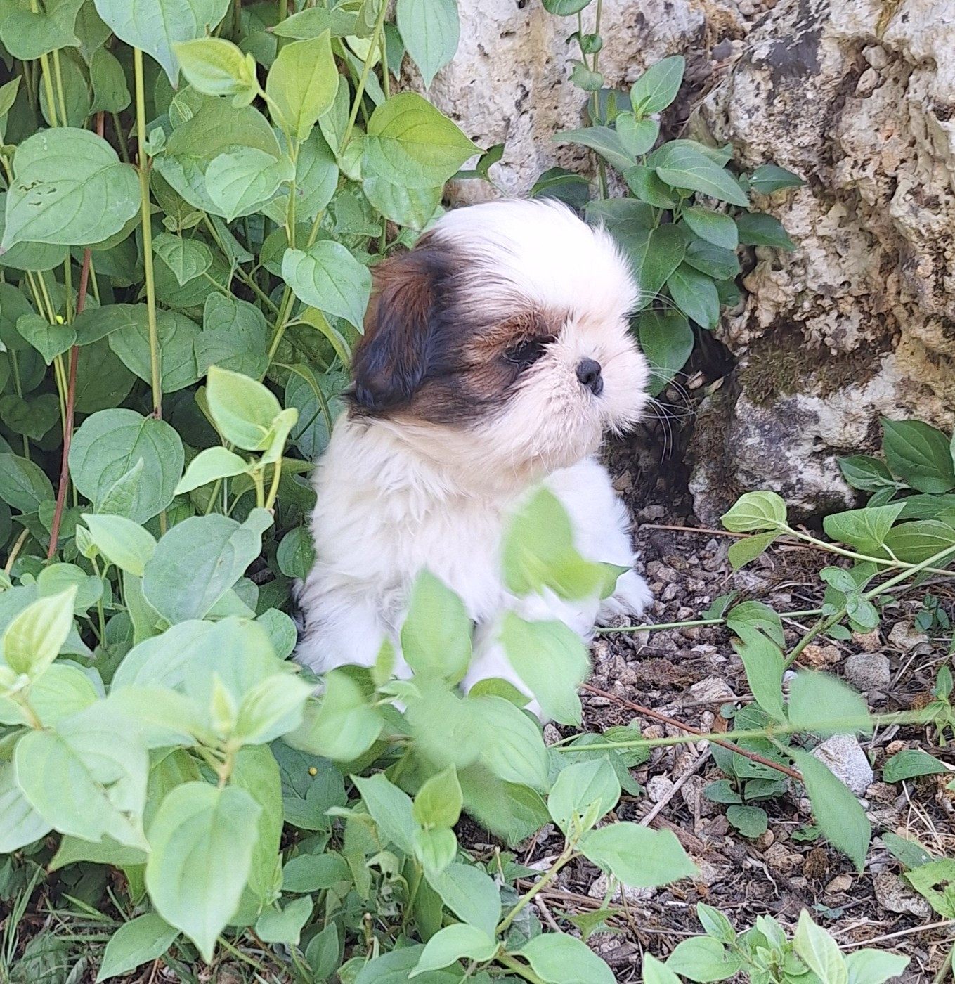 Des Tresors De Lobsang - Chiots disponibles - Shih Tzu