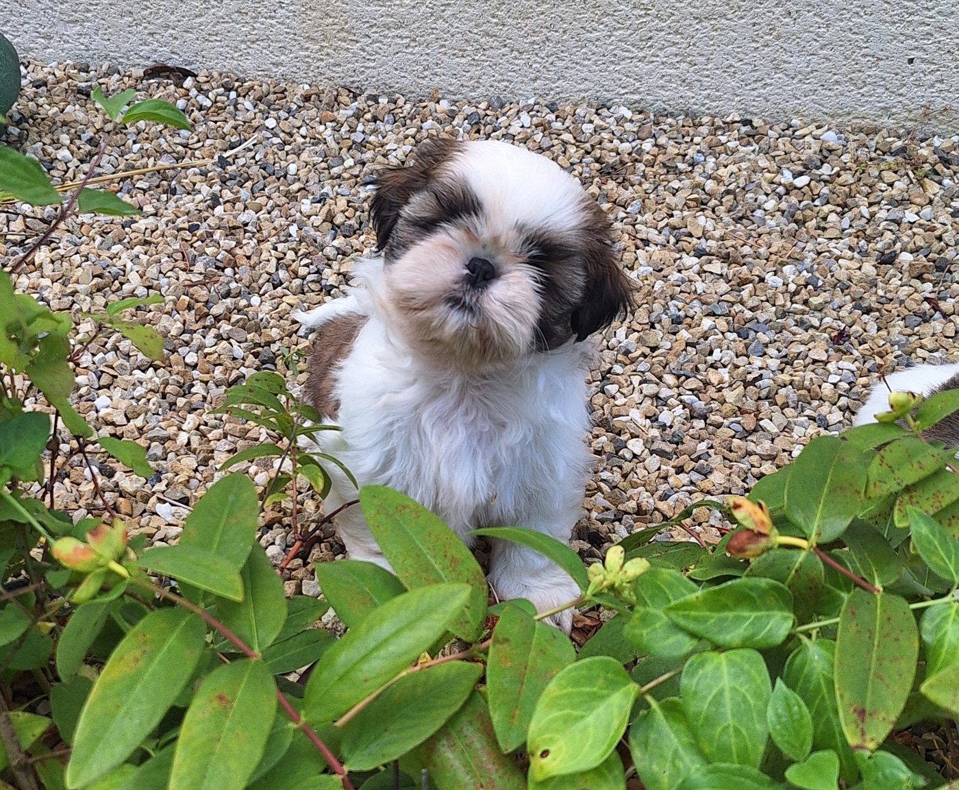 Des Tresors De Lobsang - Chiots disponibles - Shih Tzu