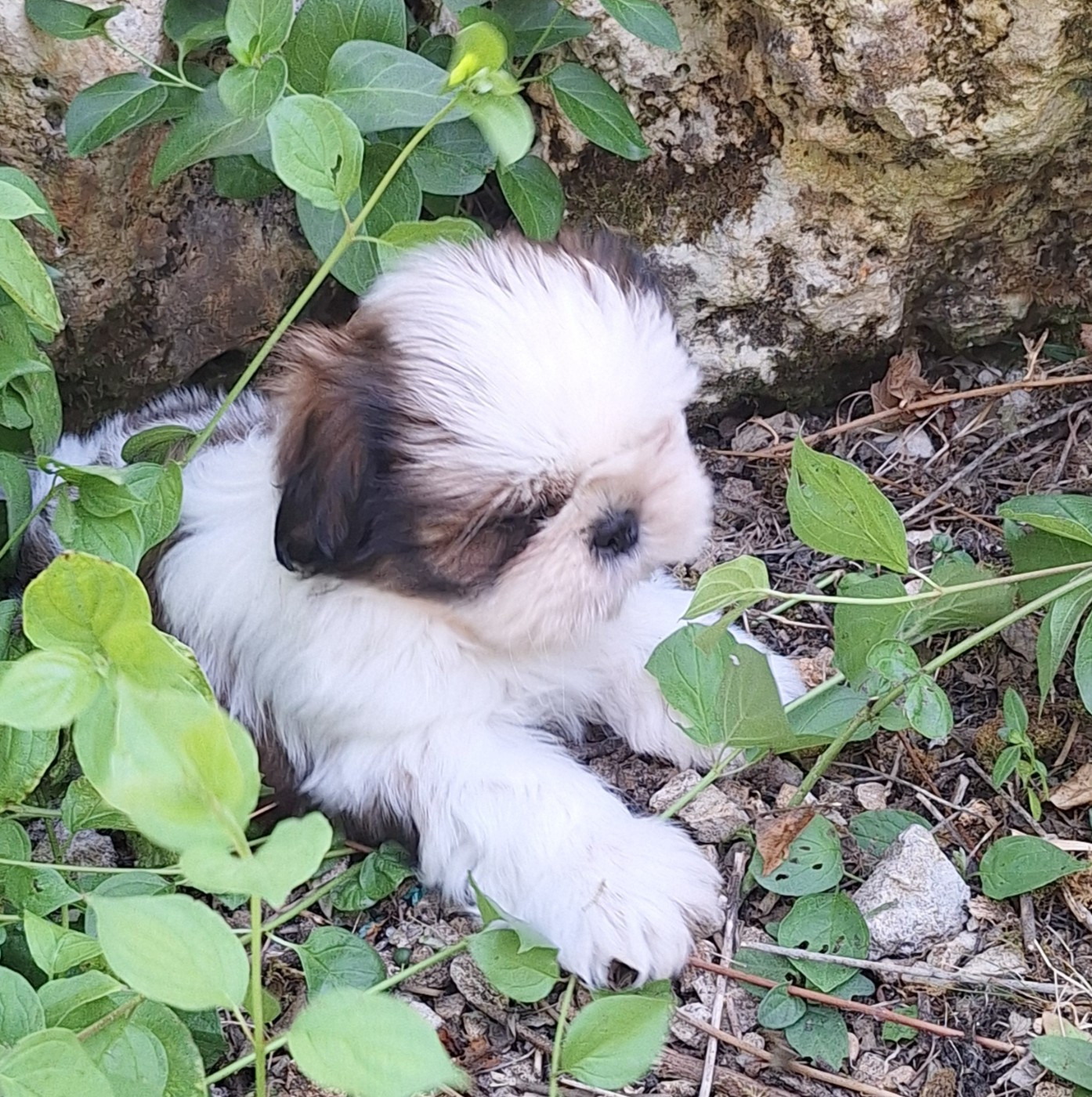 Des Tresors De Lobsang - Chiots disponibles - Shih Tzu