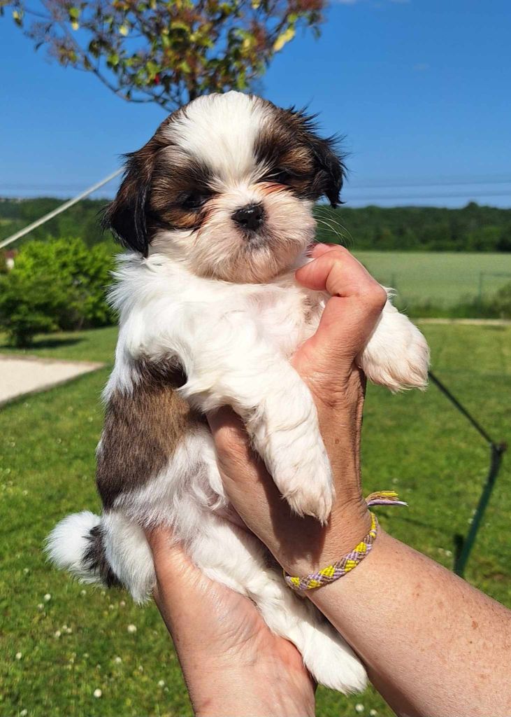 Des Tresors De Lobsang - Chiots disponibles - Shih Tzu