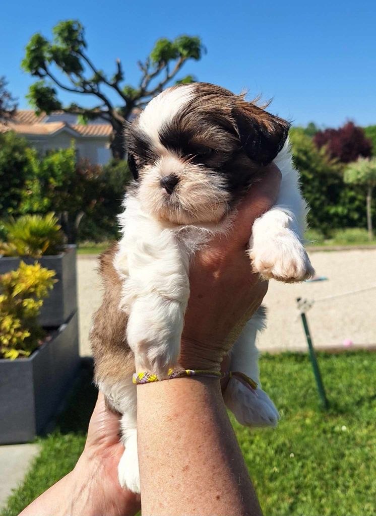 Des Tresors De Lobsang - Chiots disponibles - Shih Tzu