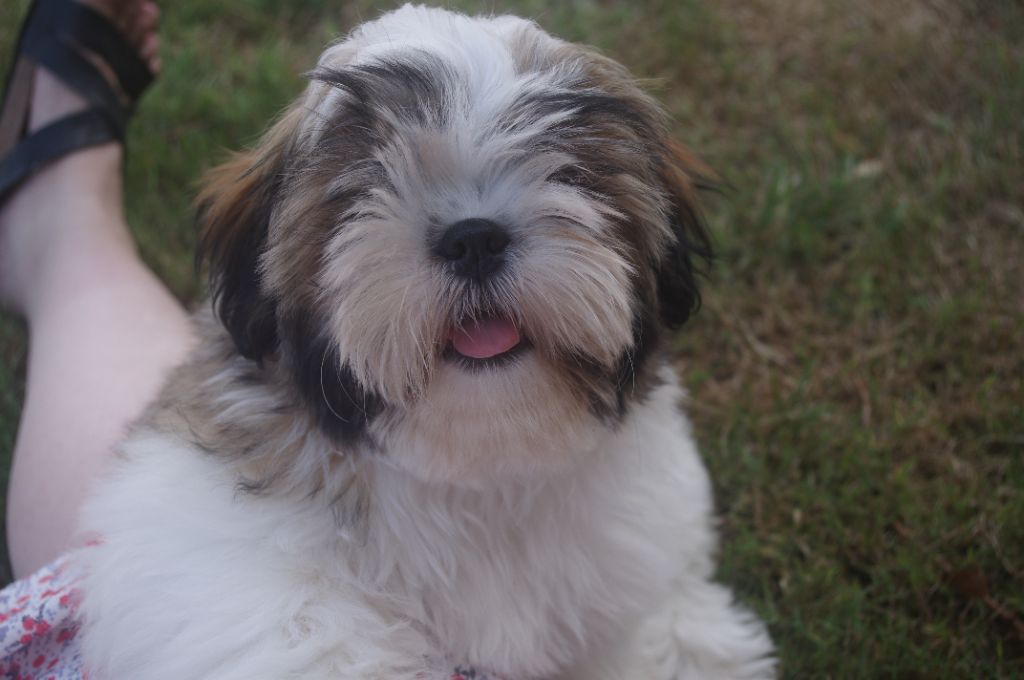 Des Tresors De Lobsang - Chiots disponibles - Shih Tzu
