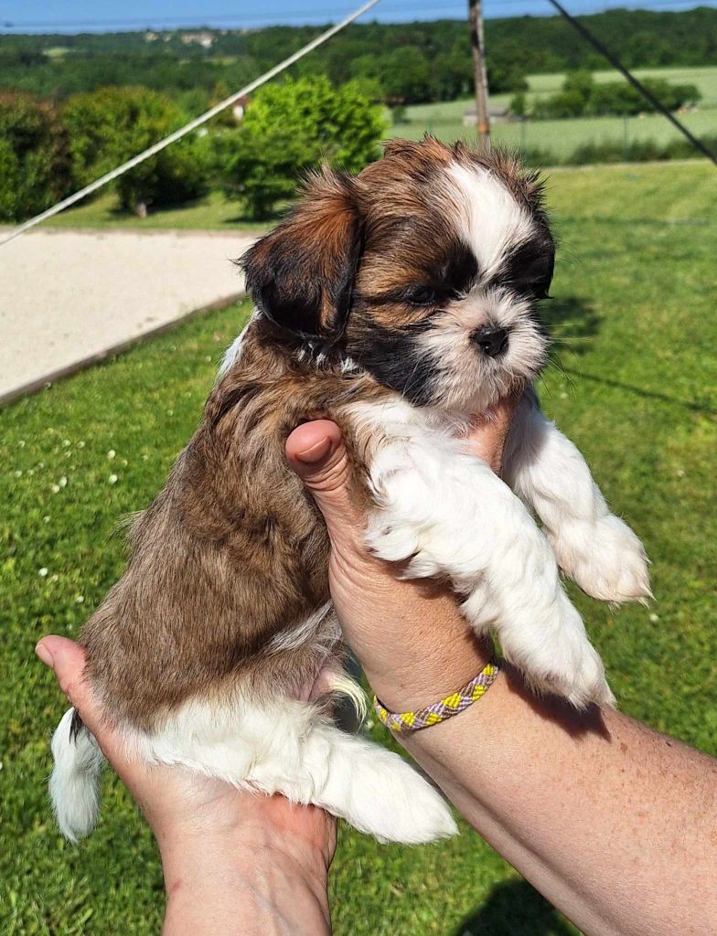 Des Tresors De Lobsang - Chiots disponibles - Shih Tzu