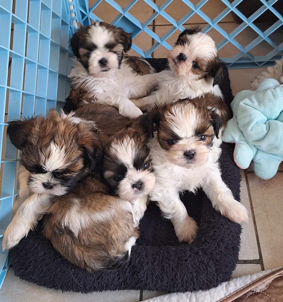Chiot Shih Tzu Des Tresors De Lobsang