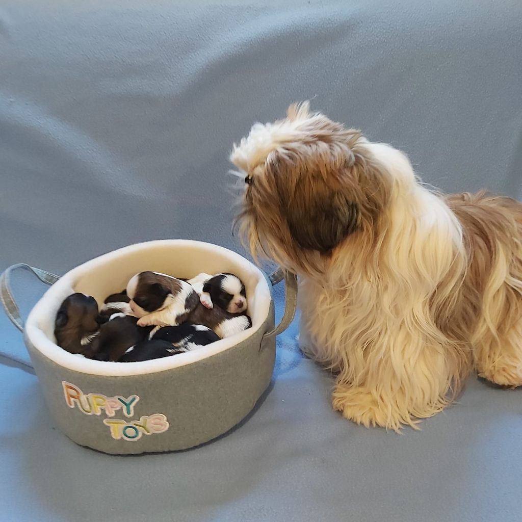 Des Tresors De Lobsang - Shih Tzu - Portée née le 05/04/2021