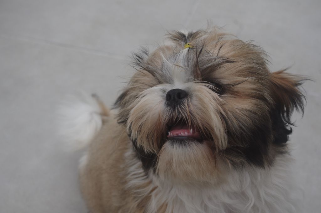Des Tresors De Lobsang - Chiots disponibles - Shih Tzu