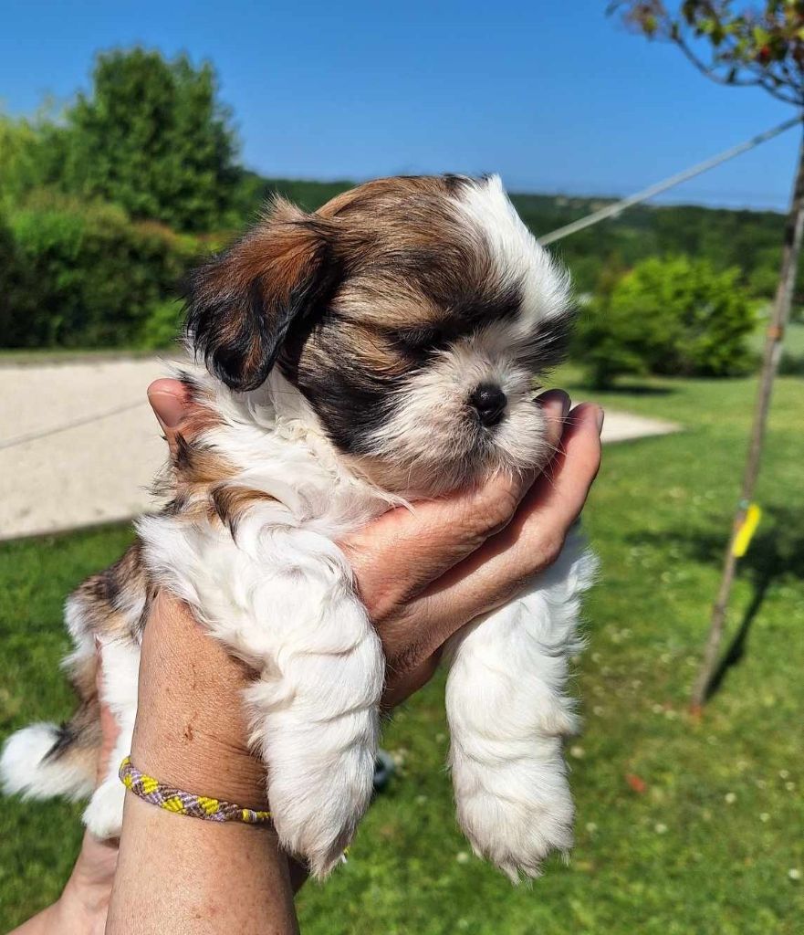 Des Tresors De Lobsang - Chiots disponibles - Shih Tzu